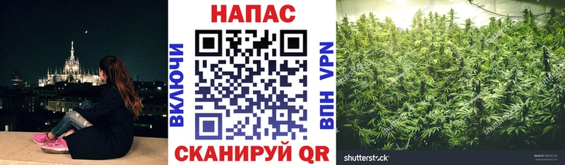 Каннабис конопля как найти Старица